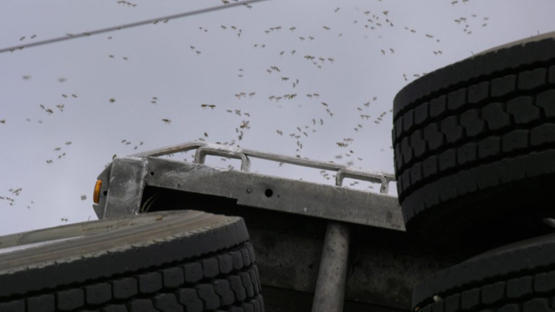 انقلاب شاحنة تحمل 130 مليون نحلة