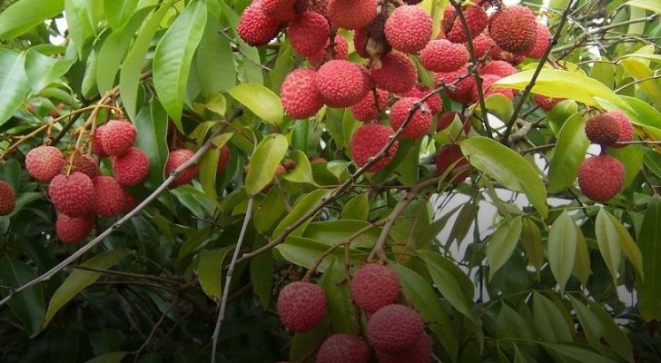 ’الفاكهة القاتلة‘ تودي بأرواح عشرات الأطفال