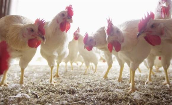 الحكومة تلغي قرار تحديد السقوف السعرية