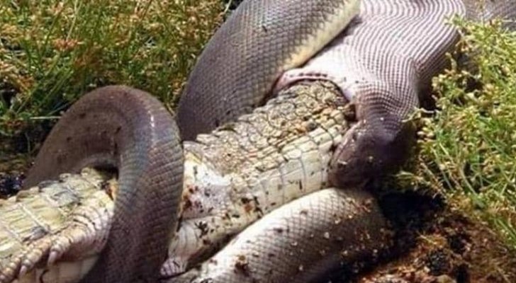 بالصور.. أفعى تبتلع تمساحا ضخما بطريقة