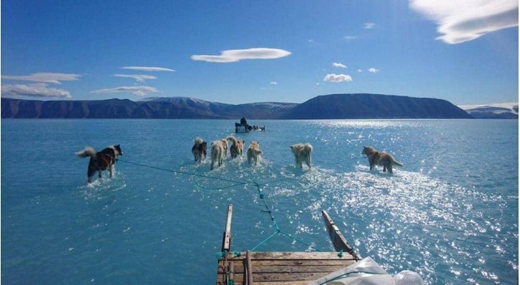 كلاب تمشي على الماء.. صورة نادرة