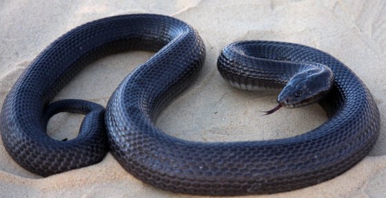 هل تسبب «حنش» بقطع مياه الشرب