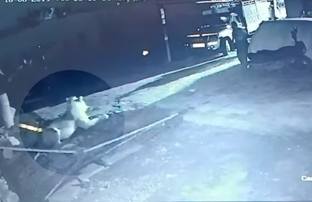 رجل يخلص عجلا من براثن أسد