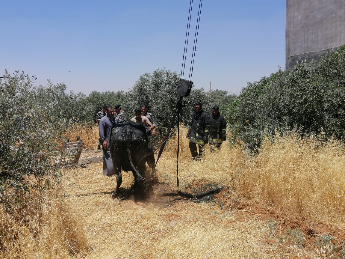 الدفاع المدني ينقذ بقرتين من داخل