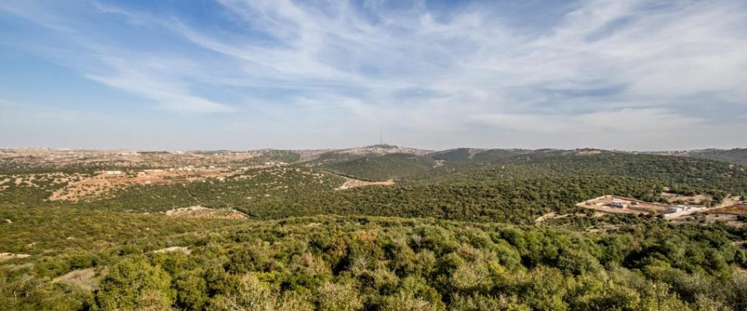 تعيين 50 عاملا لحماية الغابات في