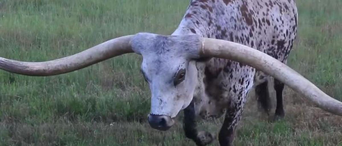 بقرة تدخل موسوعة غينيس.. ما السبب؟