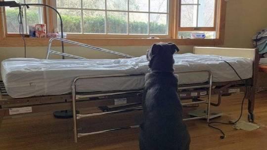 كلب ينتظر صاحبه المتوفى بإصرار