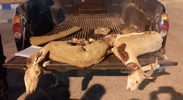 ضبط 3 صيادين بحوزتهم حيوانين من