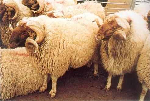 المفرق تصدر 263 ألف راس من