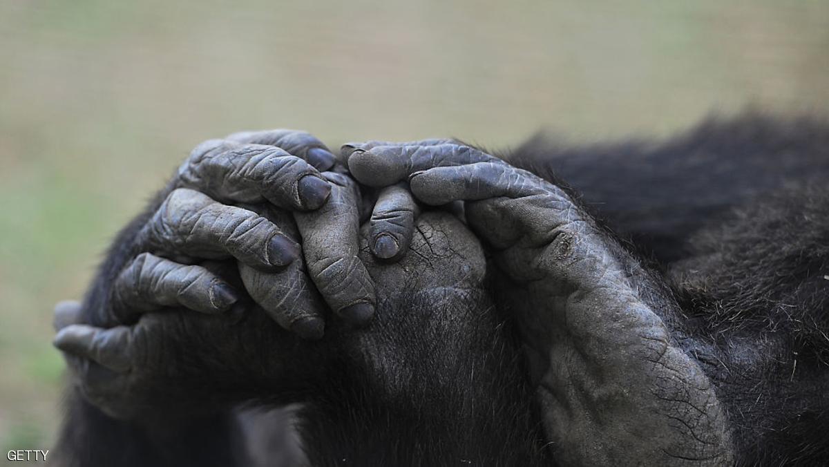 القرود.. منها بدأ انتشار الإيدز وعندها
