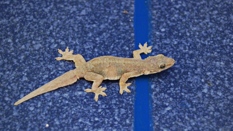 ”سحلية“ على قيد الحياة داخل رأس