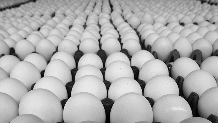 اتحاد مربي الدواجن : تقدير كميات