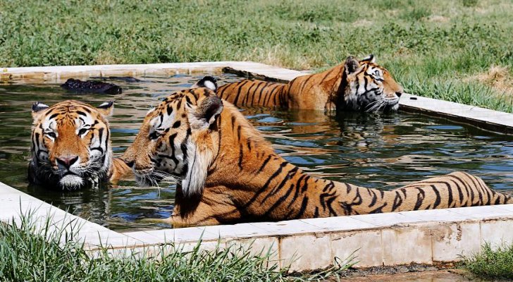 مسابح وفواكه مثلجة ومياه باردة للحيونات