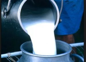 مصنعو الالبان يدعون الى دراسة اقتصادية