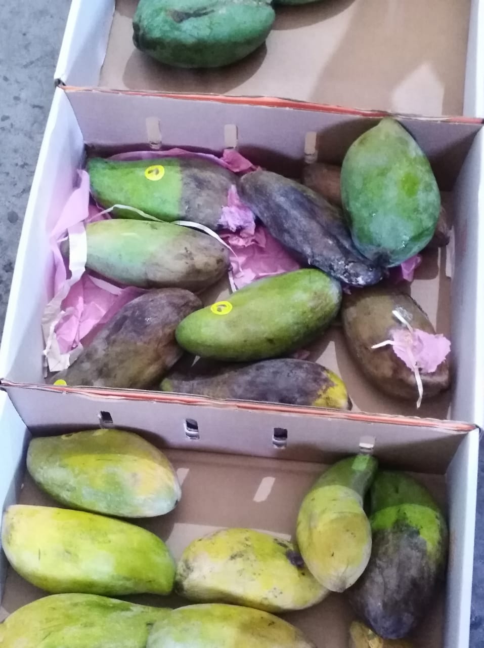 الزراعة: اتلاف واعادة تصدير 1636 1638