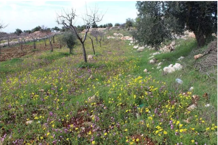 الربيع المبكر في عجلون نسج بساطا