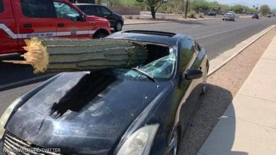 الصحراوي الأميركي.. شجرة صبار تخترق سيارة