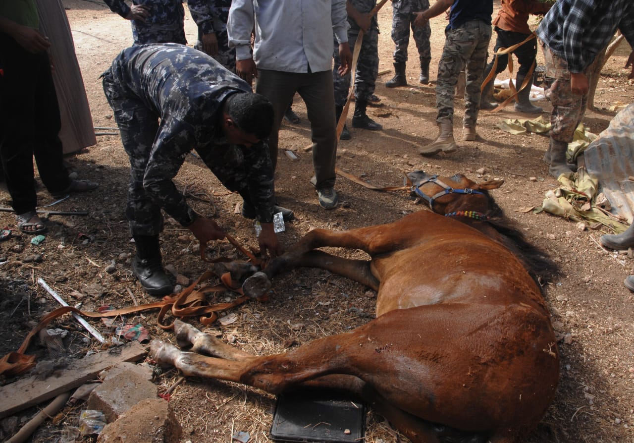 شاهد.. إنقاذ حصان سقط داخل حفرة