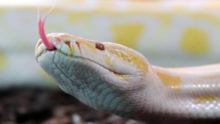 ثعبان جائع ينقض على مطعمه (فيديو)