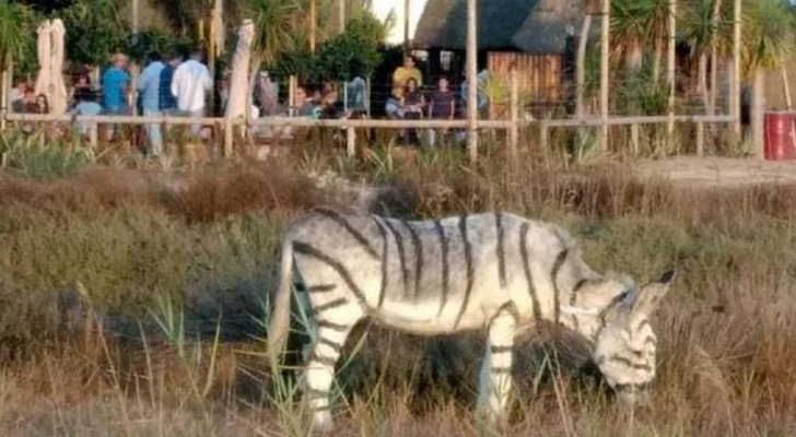 الحمير الوحشية المزيفة تثير غضبا في