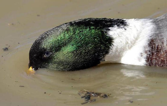 تحذير أميركي غريب .. الحيوانات قد