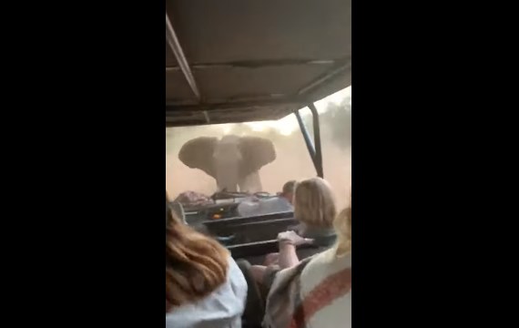 شاهد.. فيل غاضب يطارد حافلة مليئة