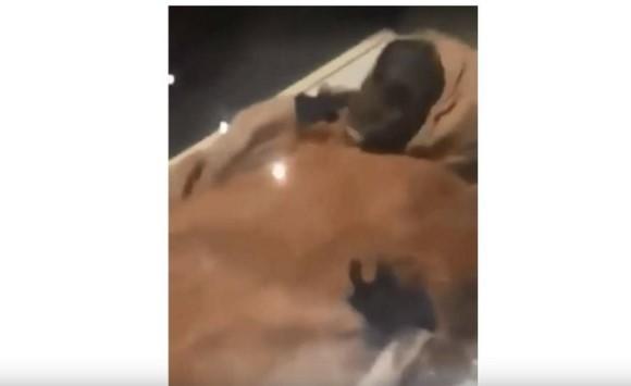 تحقيق في بصق زائر عربي على