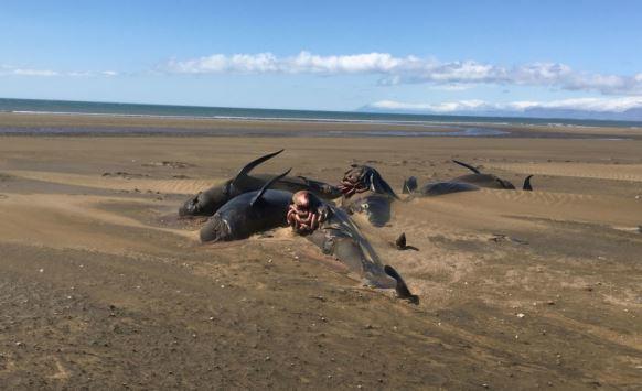 انتحار أكثر من 50 حوتا في