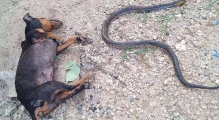 شاهد.. كلب يضحي بحياته وآخر ببصره