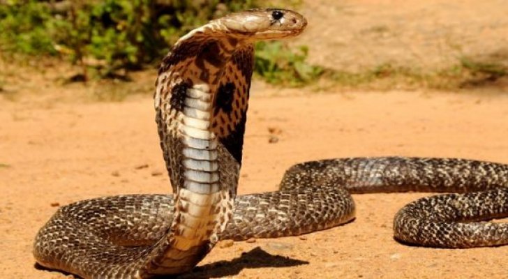 أفعى تمنح النواب إجازة لأجل غير