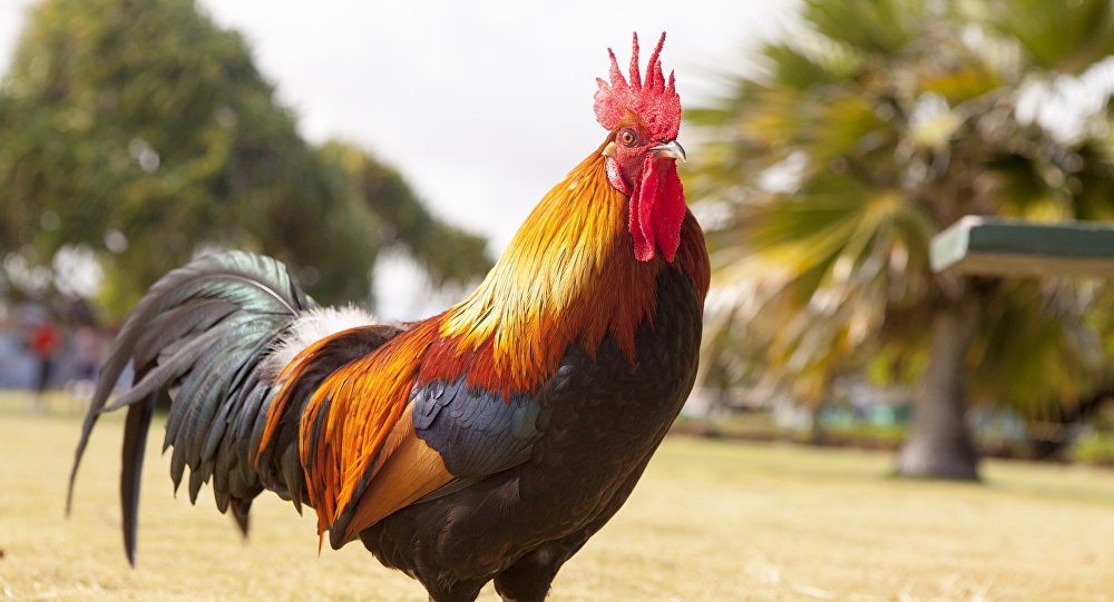 بالفيديو.. . لماذا يتخشب الدجاج عند