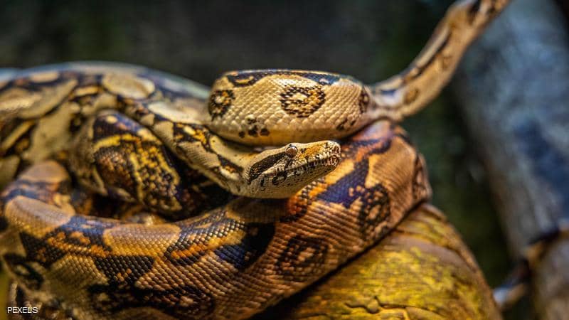 ثعبان عض هنديا.. فمزقه بأسنانه وحمله