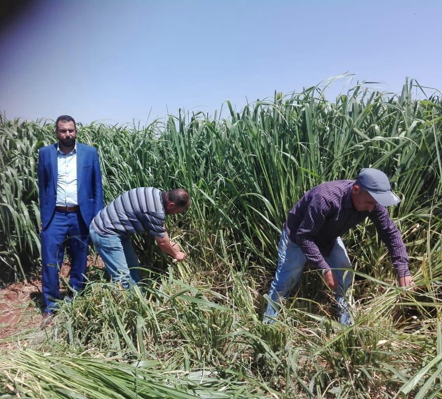 الوطني للبحوث الزراعية: البونيكام محصول علفي