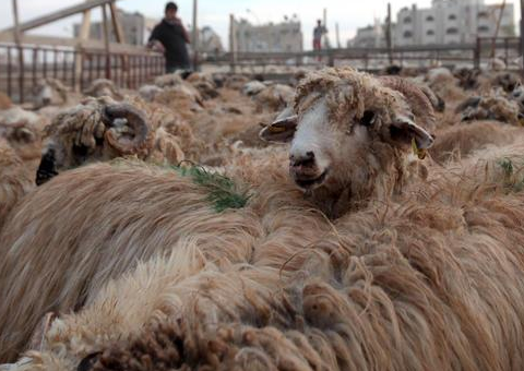 الافتاء توضح حكم قص الشعر والظفر