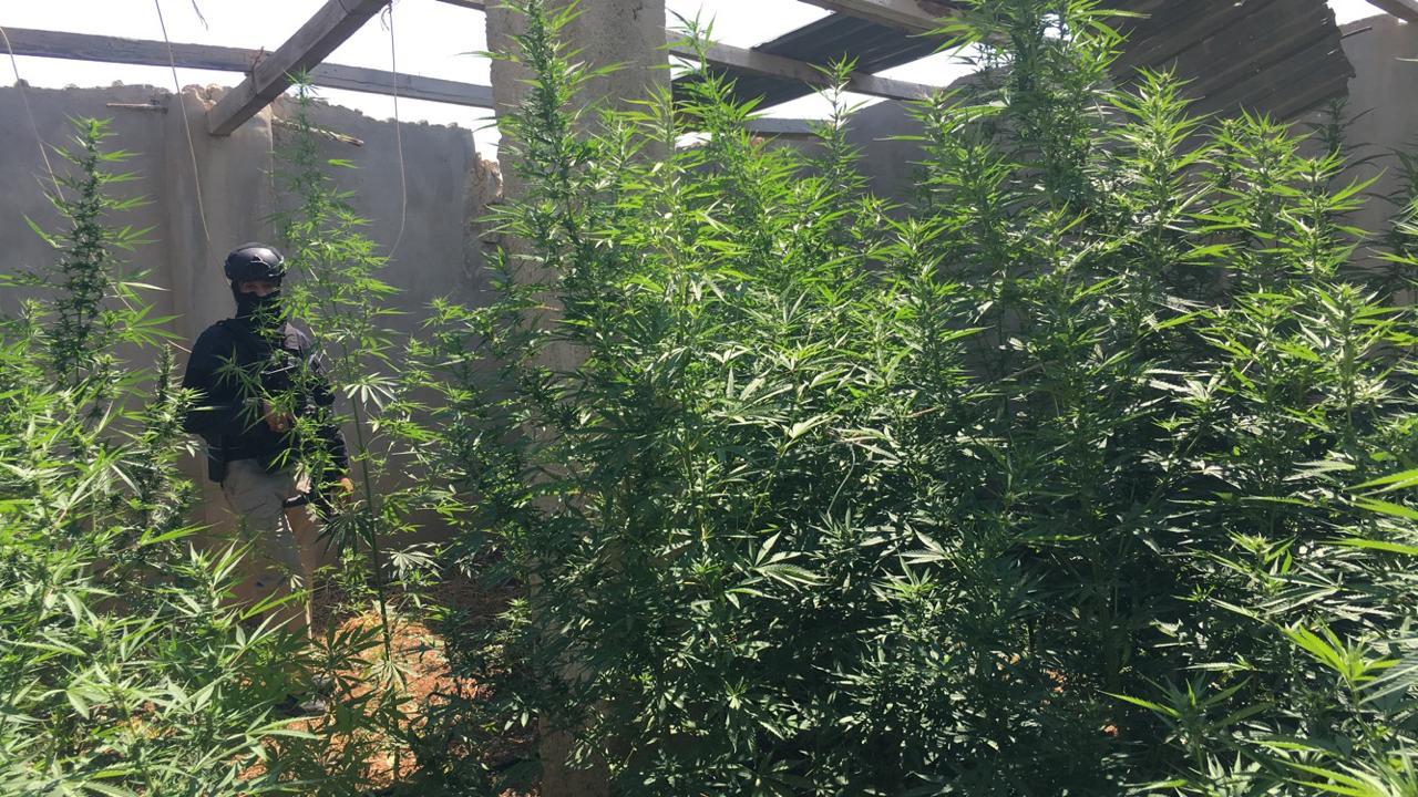 ضبط 3 اشخاص بحوزتهم «الماريجوانا» في