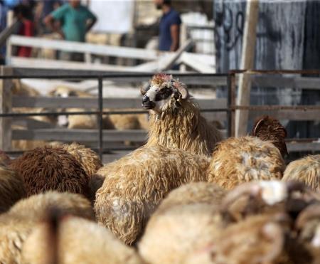 تجار:اسعار الأضاحي بين 130 الى 230