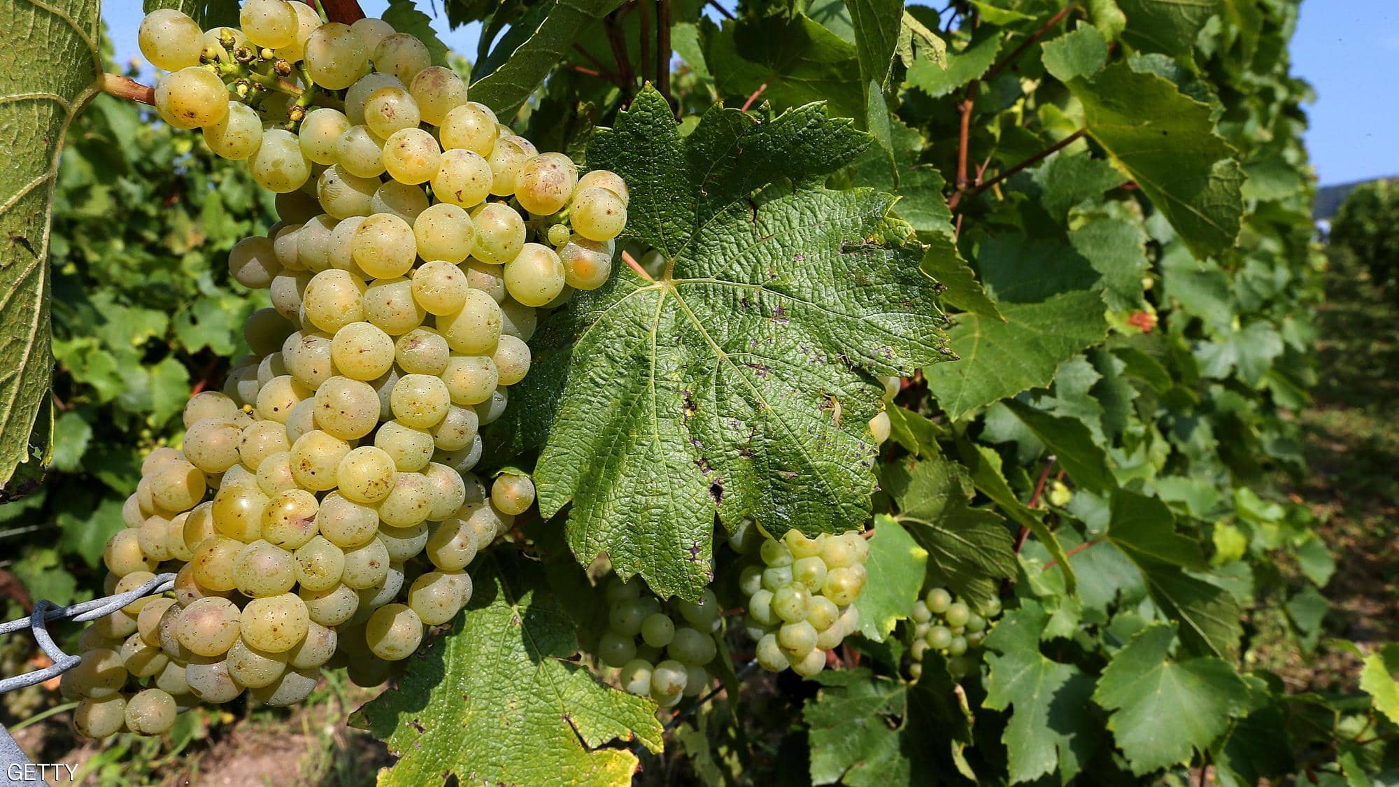 تحذير للآباء قبل الكارثة.. اقطعوا العنب