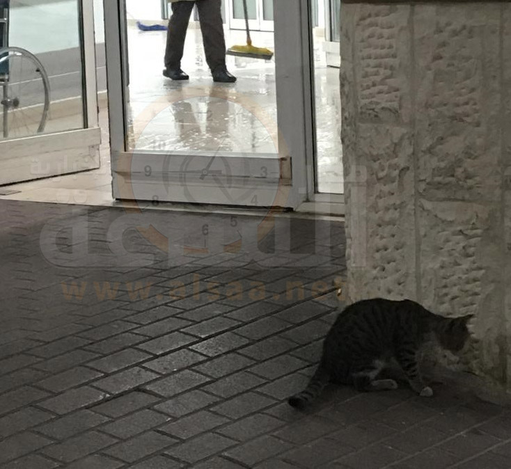 وفاء قطة أردنية.. حدث أول أيام