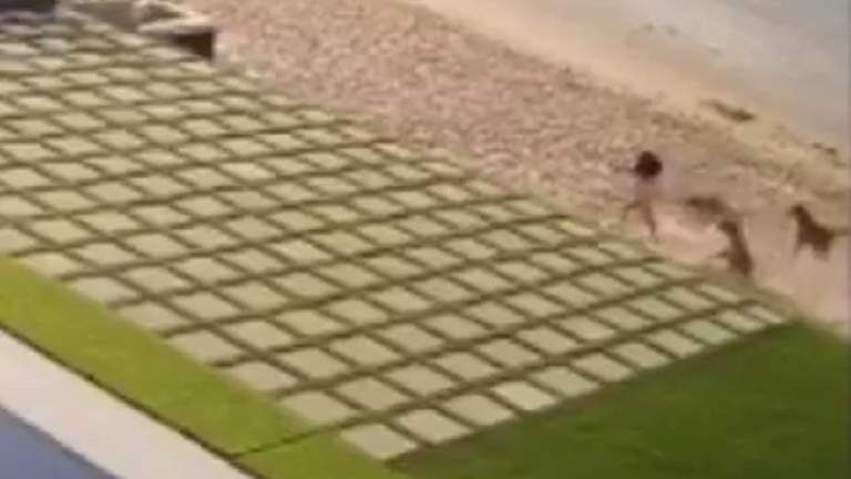 شاهد.. كلاب شاردة تهاجم طفلة على