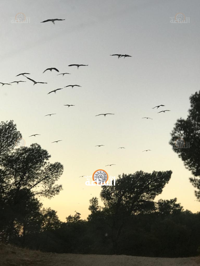 «أبو سعد».. يحلّ ضيفا على خوالدة