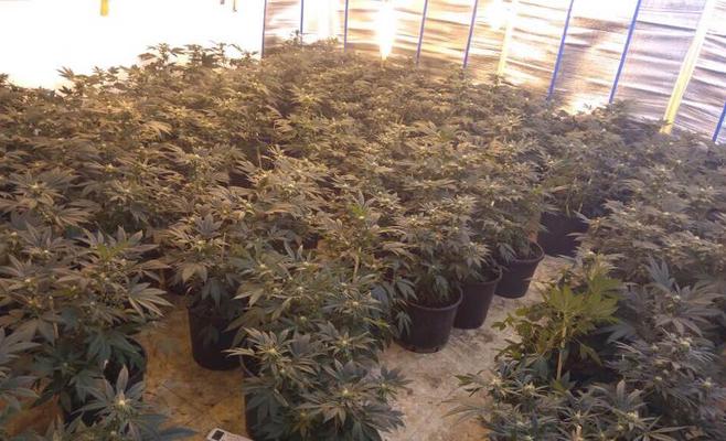 ضبط مزرعة مارجوانا داخل شقة في