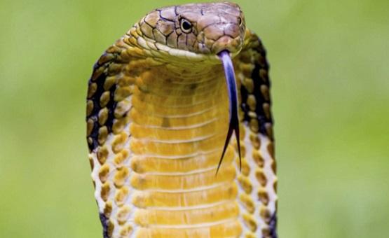 طوارئ في بلدة ألمانية بسبب كوبرا