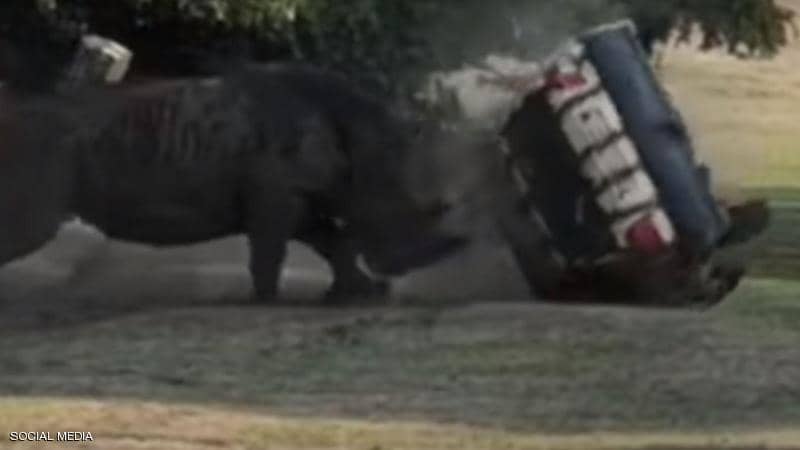 شاهد.. «وكأنها كرة صغيرة».. وحيد قرن