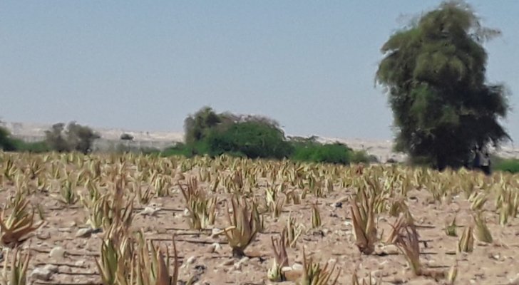 إطلاق مشروع زراعة نبتة الالوفيرا في