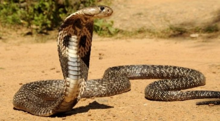 أفعى قاتلة تروع مدينة ألمانية طوال