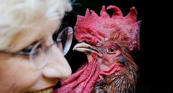 ديك يقتل سيدة في أستراليا