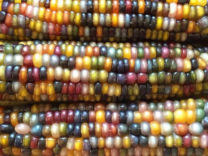 المهندس مدين الصرايرة ينجح بزراعة الذرة