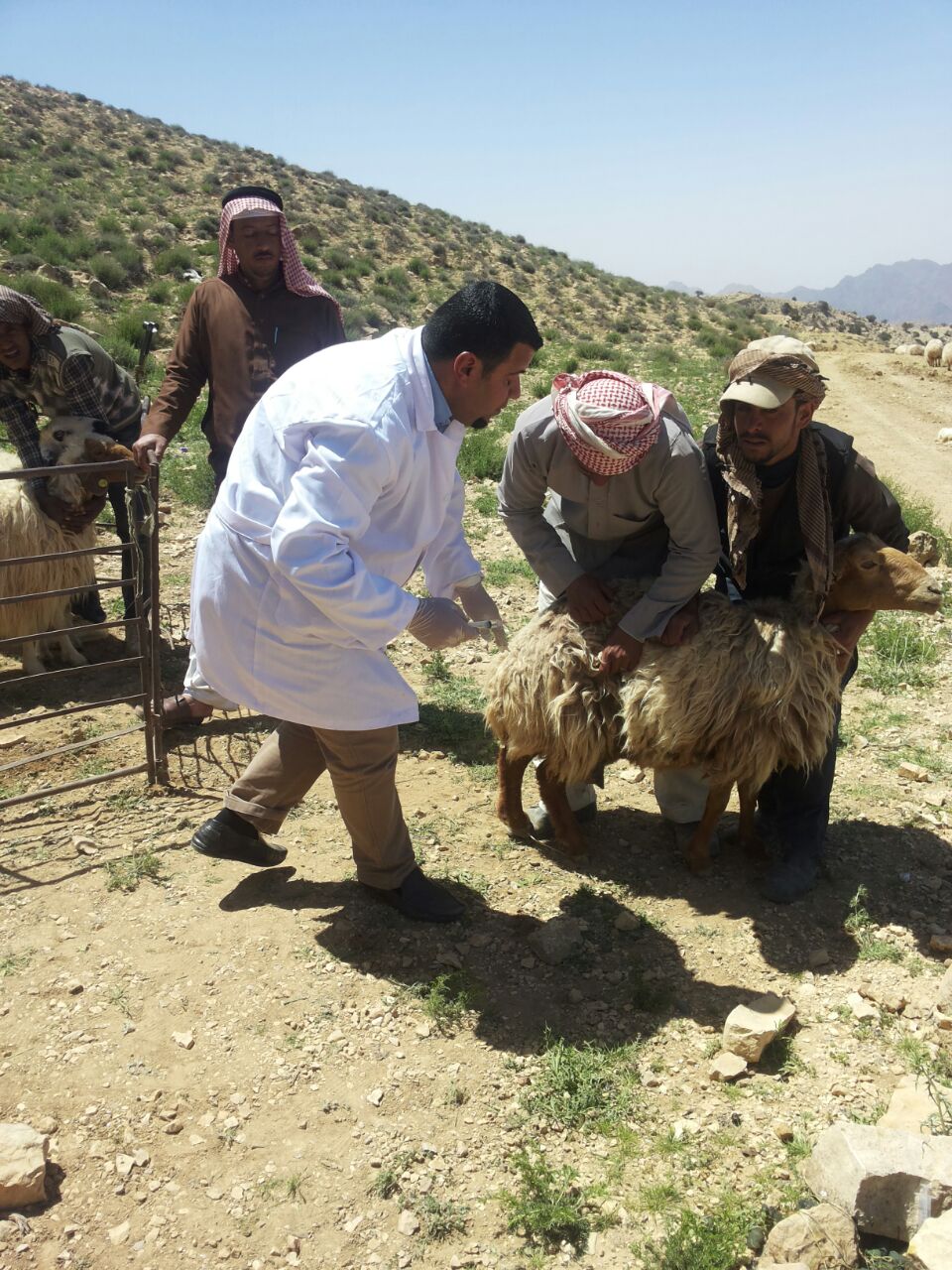 البحوث الزراعية ومجلس محافظة معان ينفذان