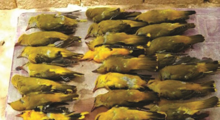 دراسة فريدة من نوعها تكشف عن