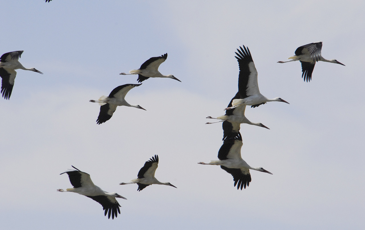 بدء موسم هجرة الطيور (صور)